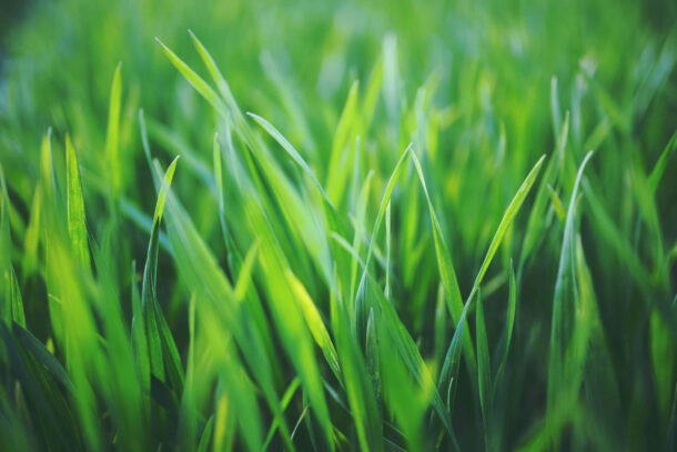The LPC - Grass Background